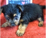 Small #3 Yorkshire Terrier