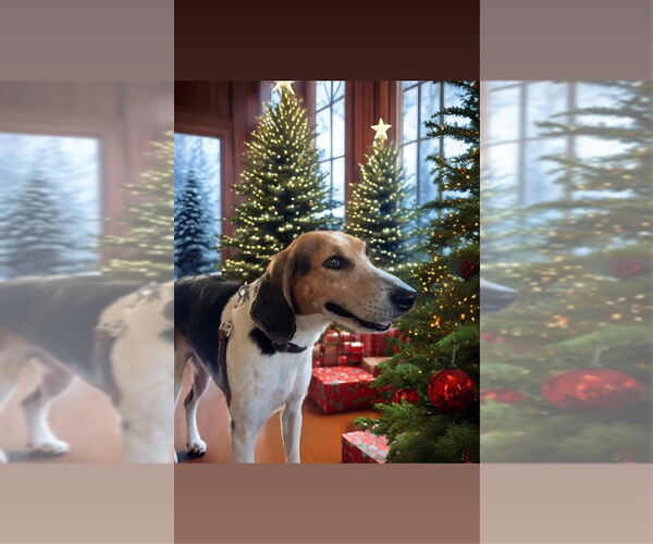 Medium Photo #3 Mutt Puppy For Sale in North Myrtle Beach, SC, USA