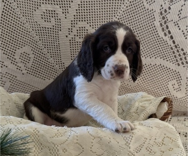 Medium Photo #1 English Springer Spaniel Puppy For Sale in OWEN, WI, USA