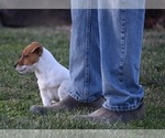 Small Photo #28 Jack Russell Terrier Puppy For Sale in APPLE GROVE, WV, USA