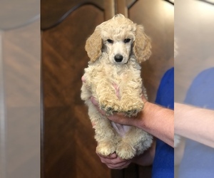 Poodle (Standard) Puppy for sale in IRONTON, OH, USA