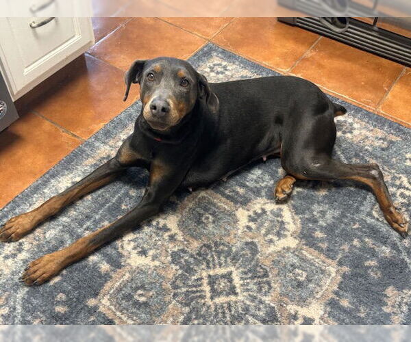Medium Photo #1 Doberman Pinscher Puppy For Sale in Omaha, NE, USA