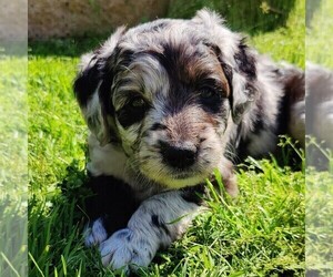 Aussiedoodle Puppy for Sale in MARYVILLE, Tennessee USA