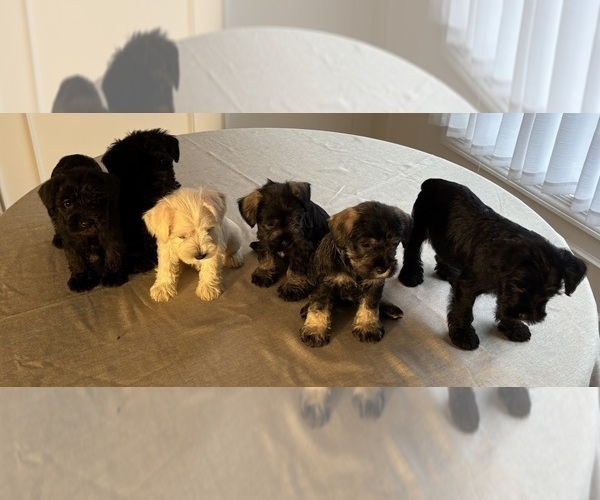 Medium Photo #21 Schnauzer (Miniature) Puppy For Sale in MURFREESBORO, TN, USA