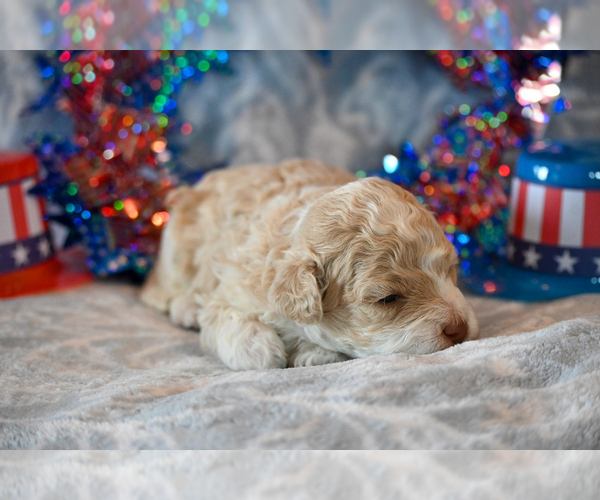 Medium Photo #2 Havapoo Puppy For Sale in GUTHRIE, KY, USA