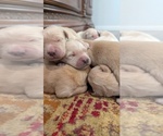 Small #8 English Cream Golden Retriever