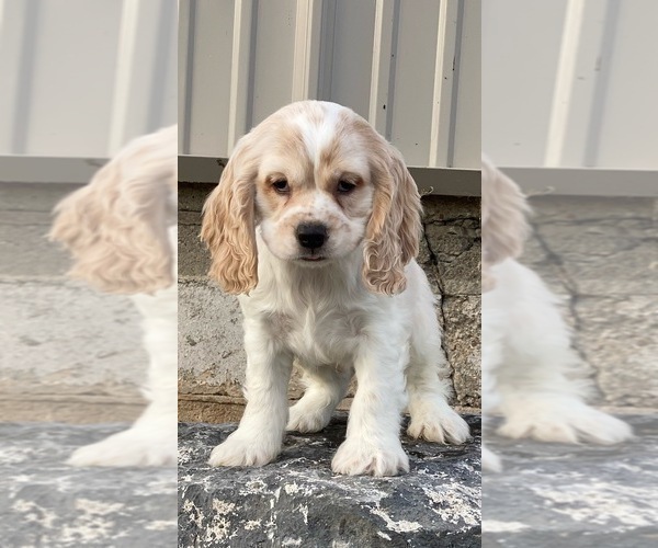 Medium Photo #2 Cocker Spaniel Puppy For Sale in CANOGA, NY, USA