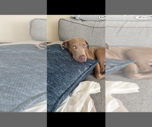 Howdy - Male Mutt Dog for Adoption - Photo #2