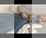 Small #1 Mutt