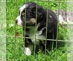 Small Miniature Australian Shepherd