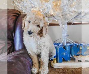 Poodle (Standard) Puppy for sale in WAGENER, SC, USA