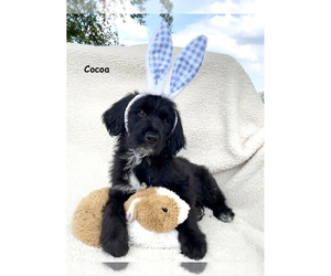 Aussiedoodle Puppy for Sale in PALATKA, Florida USA