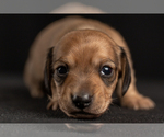 Small Photo #48 Dachshund Puppy For Sale in CROWLEY, TX, USA