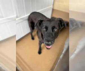 Labrador Retriever-Unknown Mix Dogs for adoption in Chula Vista, CA, USA