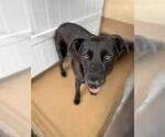 Small Labrador Retriever Mix
