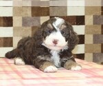 Small #2 Bernedoodle (Miniature)