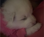Puppy Pinkaboo Pinkie American Eskimo Dog