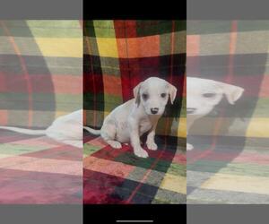 Mutt Dogs for adoption in The Woodlands, TX, USA