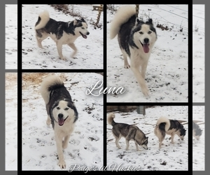 Siberian Husky Dogs for adoption in BLOOMFIELD, IN, USA
