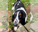 Small #2 Basset Hound