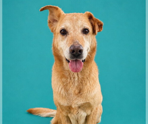 Medium Photo #2 Carolina Dog-Unknown Mix Puppy For Sale in Pearland, TX, USA