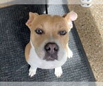 Small #1 American Pit Bull Terrier