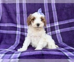 Small #1 Cavapoo (Miniature)