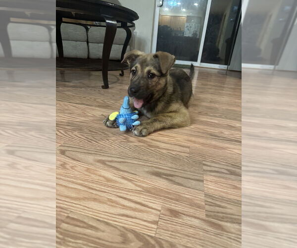 Medium Photo #1 Mutt Puppy For Sale in Bellingham, WA, USA