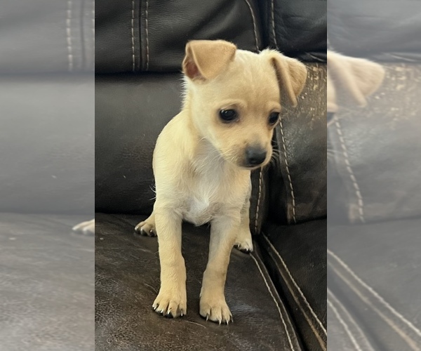 Medium Photo #5 Chihuahua-Chiweenie Mix Puppy For Sale in CLOVER, SC, USA