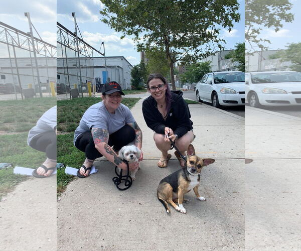 Medium Photo #9 Chihuahua-Unknown Mix Puppy For Sale in Chester, NJ, USA