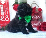 Small Photo #4 Poodle (Miniature) Puppy For Sale in CLAY, PA, USA