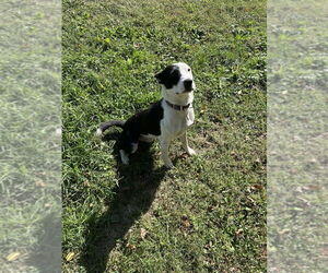 Mutt Dog for Adoption in Osgood, Indiana USA