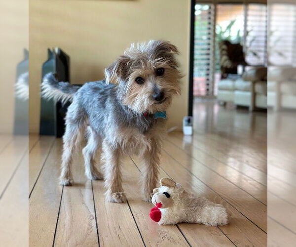 Medium Photo #6 Mutt Puppy For Sale in Marina Del Rey, CA, USA