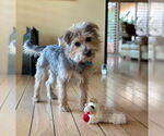 Small #5 Mutt