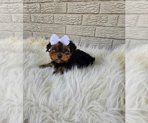 Chorkie Puppy for sale in INDIANAPOLIS, IN, USA