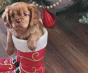 Cavalier King Charles Spaniel Puppy for sale in EAU CLAIRE, WI, USA
