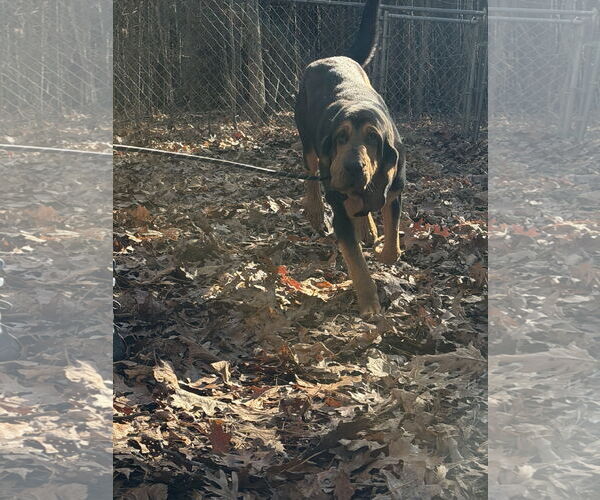 Medium Photo #1 Bloodhound Puppy For Sale in York, SC, USA