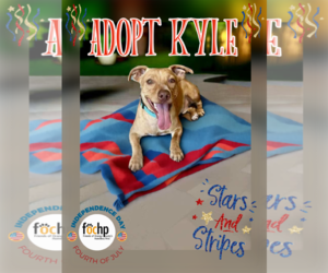 American Pit Bull Terrier Dogs for adoption in Menifee, CA, USA