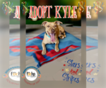 Small American Pit Bull Terrier