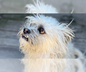 Lhasa Apso Dogs for adoption in Dana Point, CA, USA