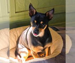 Small #4 Chihuahua