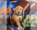 Small #2 Aussiedoodle Miniature 