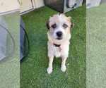 Small #1 Mutt