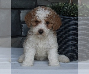 Poodle (Miniature) Puppy for sale in FREDERICKSBURG, OH, USA