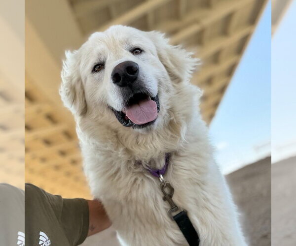 Medium Photo #5 Great Pyrenees Puppy For Sale in Spring, TX, USA