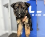 Puppy 8 German Shepherd Dog