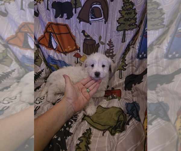 Medium Photo #1 Chizer Puppy For Sale in MONTEZUMA, GA, USA