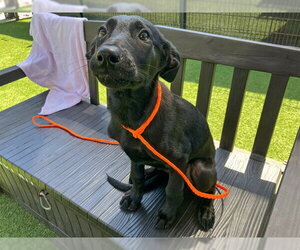 German Shepherd Dog-Unknown Mix Dogs for adoption in Orange, CA, USA
