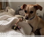 Small #9 Mutt