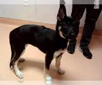 Small Dutch Shepherd -Siberian Husky Mix